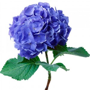 горт голубая